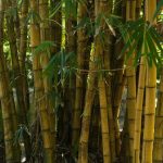Why is Bamboo considered better than steel reinforcement? 