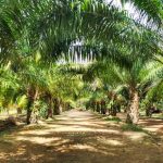 8 Uses Of Palm Trees In Nigeria